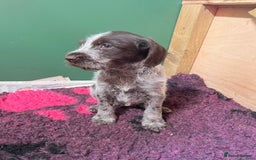 German Wirehaired Pointer dogs for sale: German Hired Haired Pointer Last Girl ready to go  - Advert 6