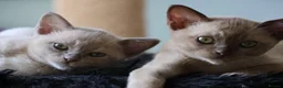 Burmese cats for sale: Beautiful playful Burmese kittens  - Advert 12