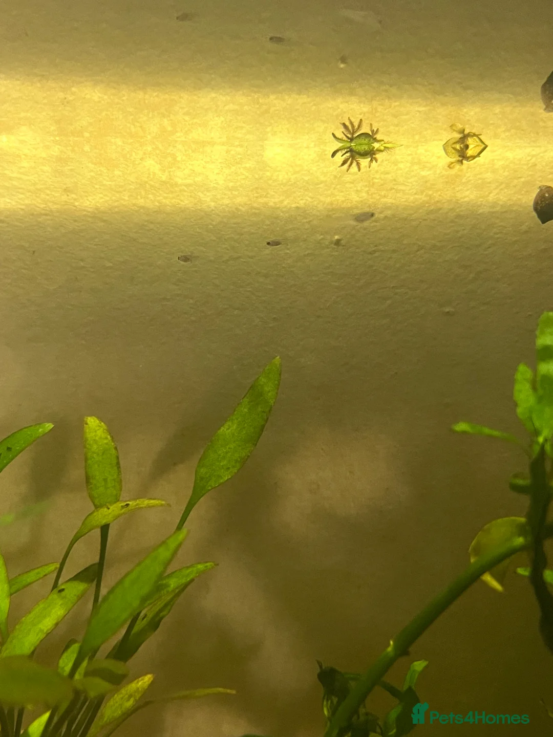 Other/Mixed Breed fish for sale: Baby And Adult Guppys - Advert 7