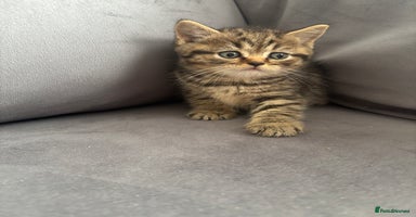 Scottish Fold cats - Advert 10