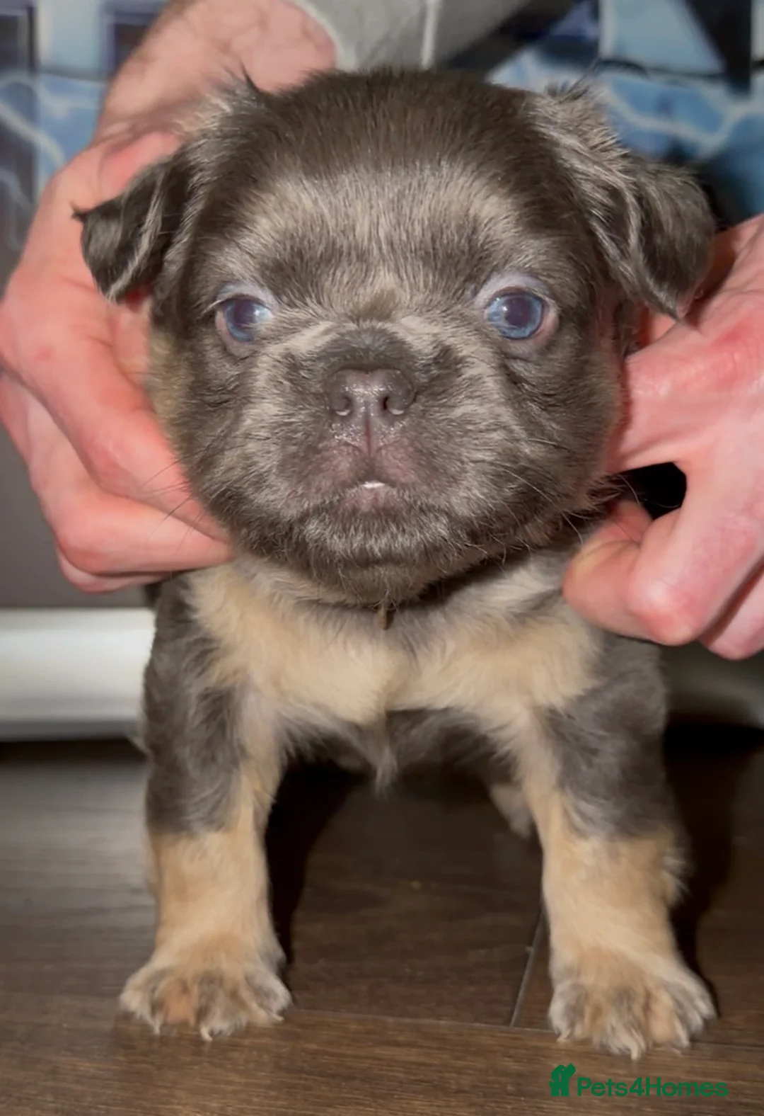 French Bulldog dogs for sale: Top quality fluffy Frenchbulldogs - Advert 13