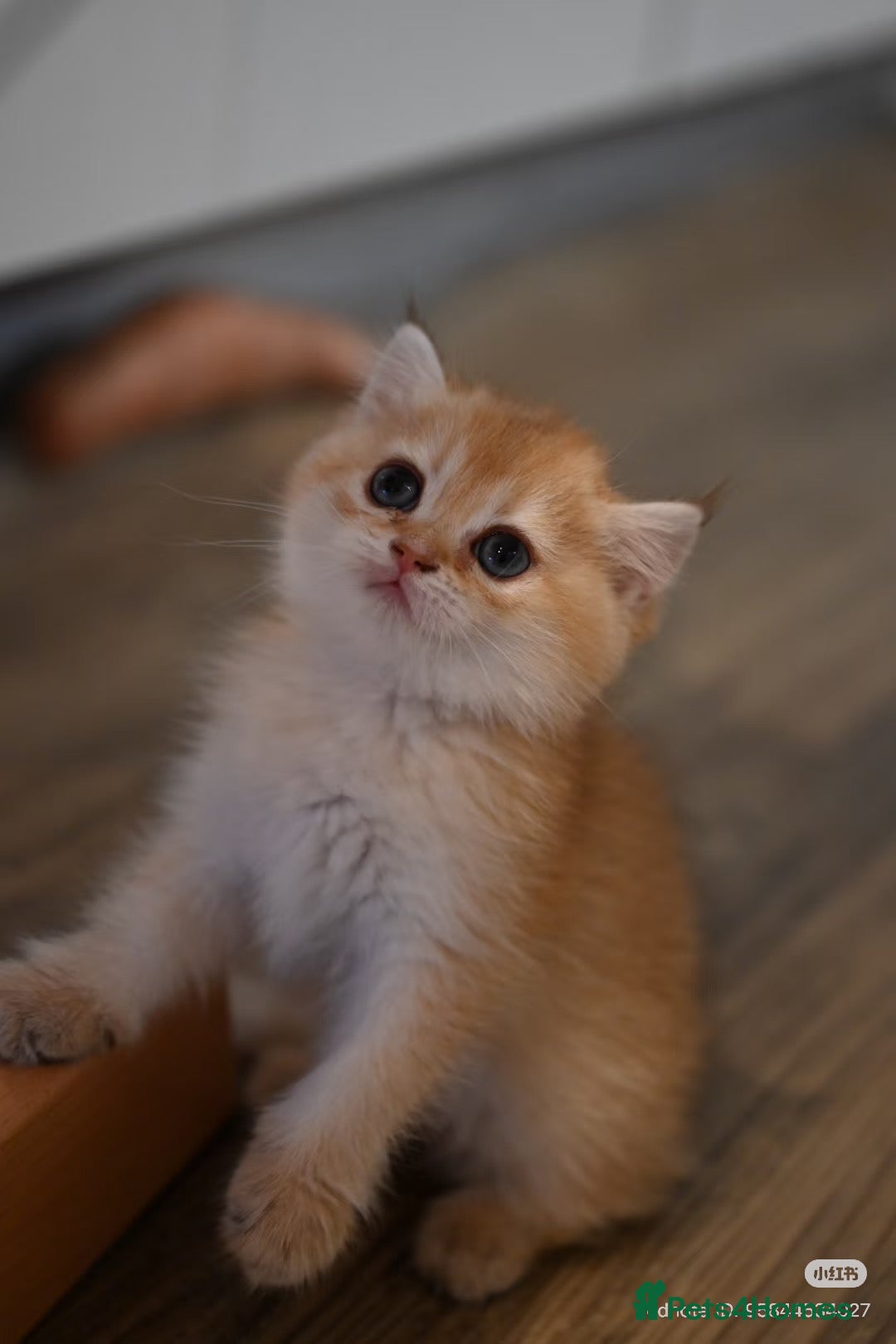 British Shorthair cats for sale: Beautiful British Shorthair Golden Shaded Kittens - Advert 2