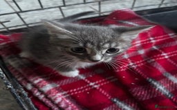 Mixed Breed cats for sale: 6 mixed breed kittens - Image 4