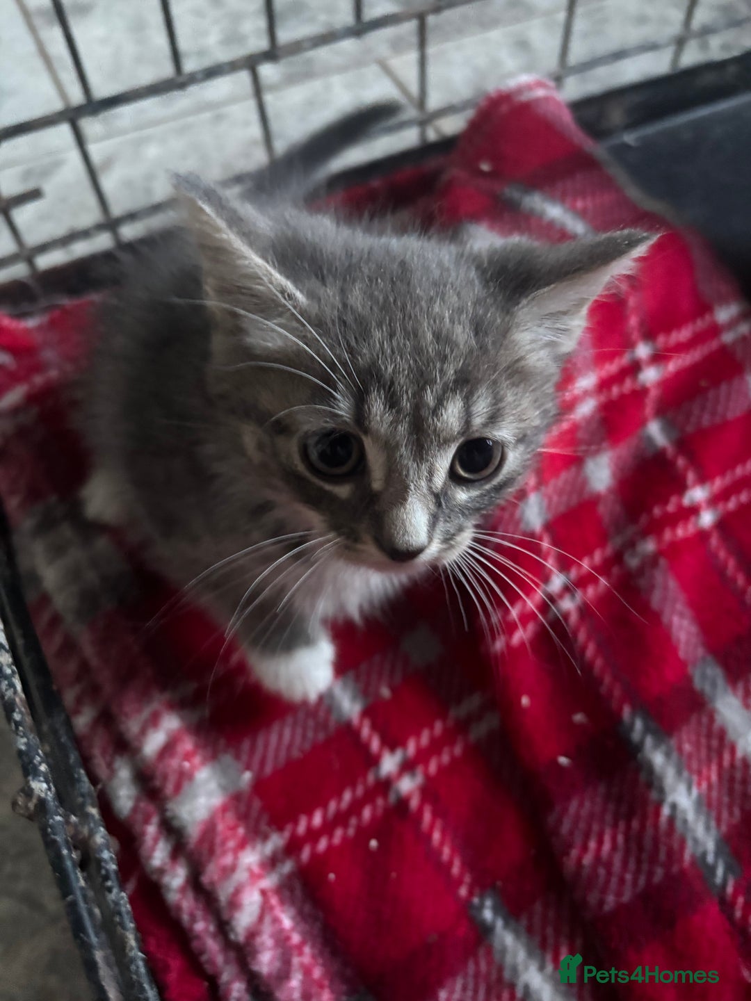 Mixed Breed cats for sale: 6 mixed breed kittens - Image 4