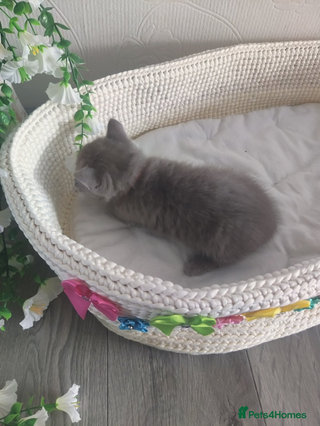 Scottish Fold cats for sale: Scottish fold blue for sale  - Image 7