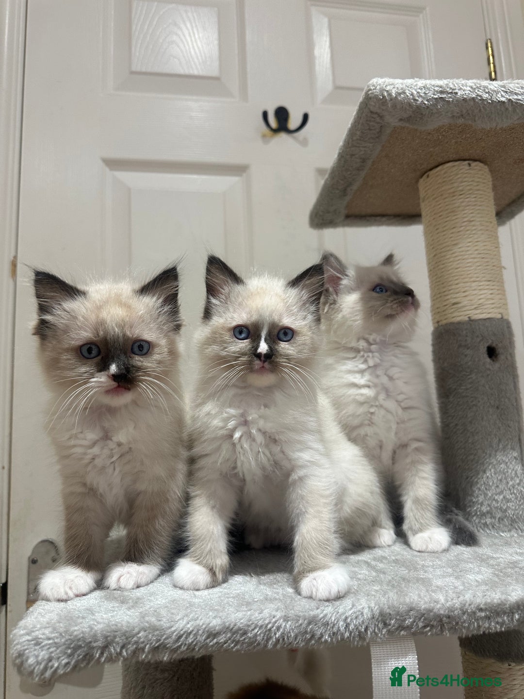 Ragdoll cats for sale: Last boy available! GCCF parents, pure ragdoll🤍 - Advert 26