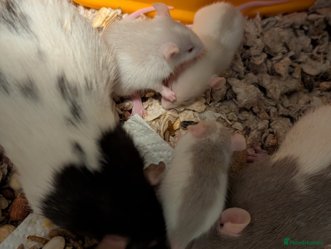 Rat rodents for sale: Adorable Dumbo and Fancy Rats - Image 7