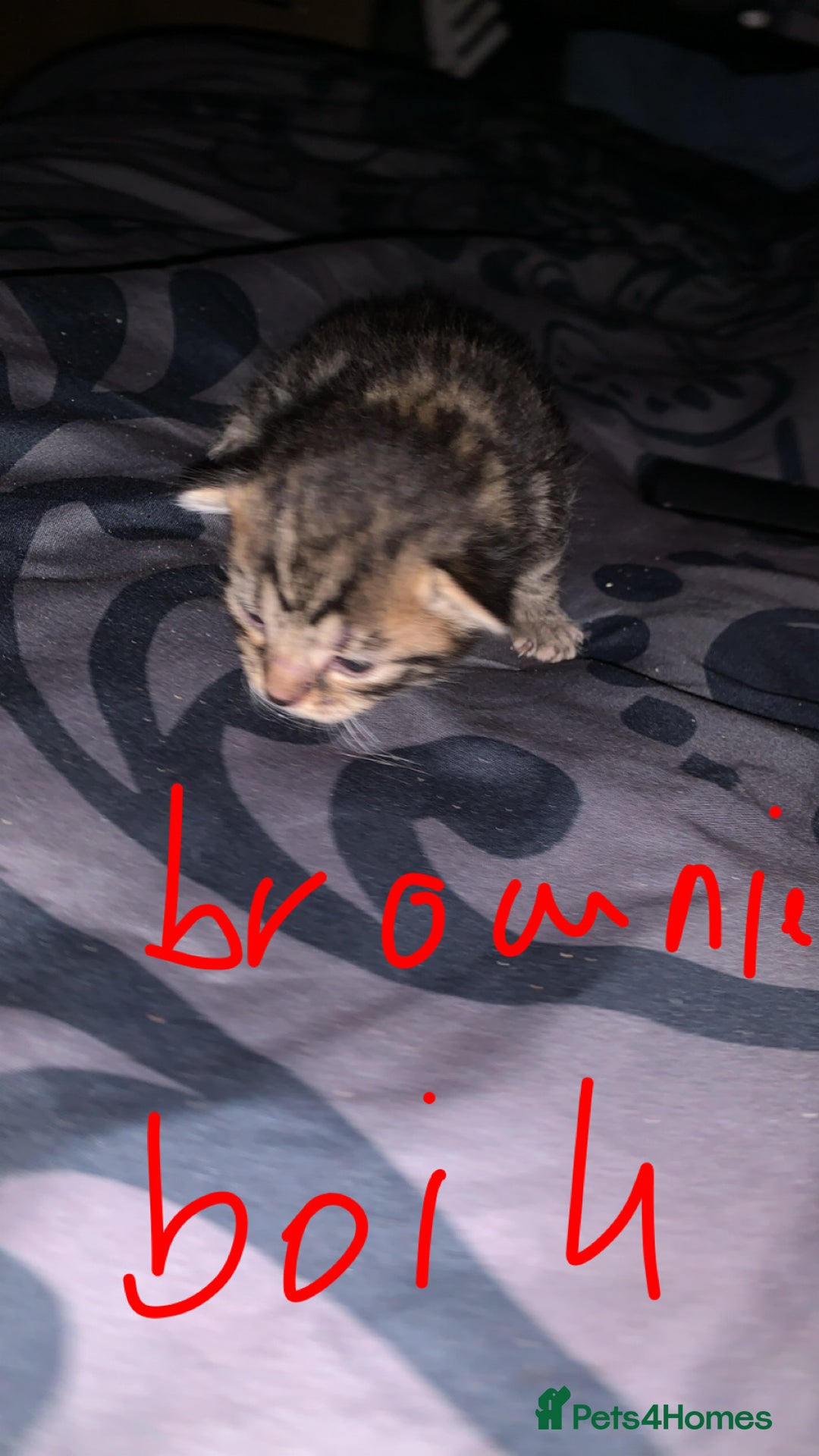 British Longhair cats for sale: Kittens for sale  - Image 8
