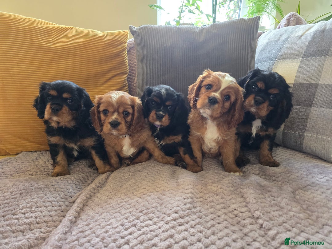 Cavalier King Charles Spaniel dogs for sale: ALL RESERVED in Shrewsbury - Image 21