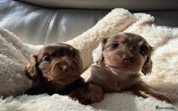 Miniature Dachshund dogs for sale: Fantastic long haired miniature dachshund - Image 8