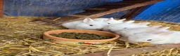 Lionhead rabbits for sale: 5x gorgeous white fluffy lionhead bunnies  - Advert 7