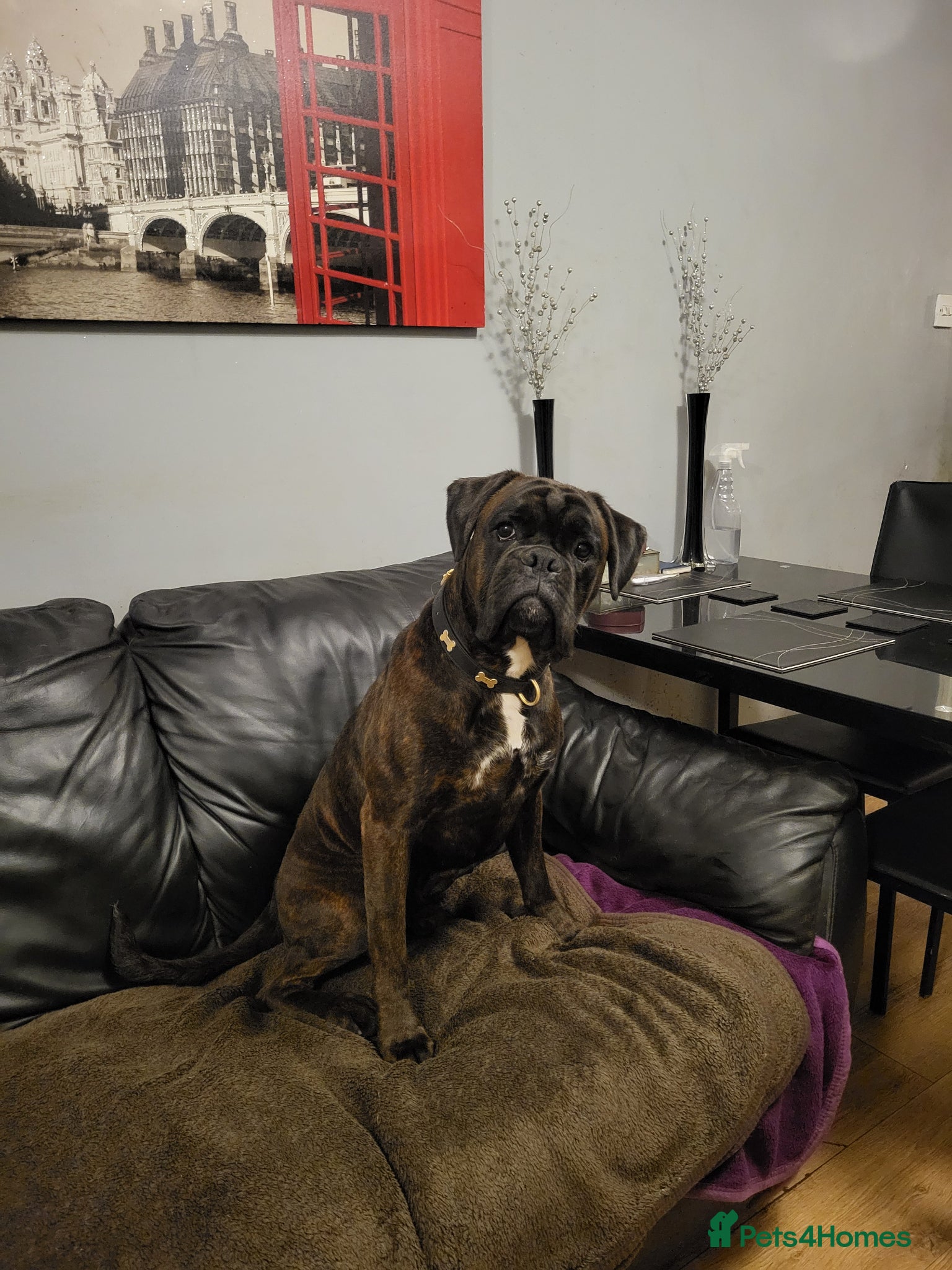Boxer dogs  PROVEN KC Registered  Boxer Stud - Advert 1