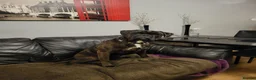 Boxer dogs for stud:  PROVEN KC Registered  Boxer Stud - Advert 5