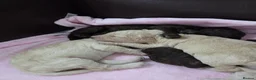 Cockapoo dogs for sale: Cockapoo puppies - Advert 22
