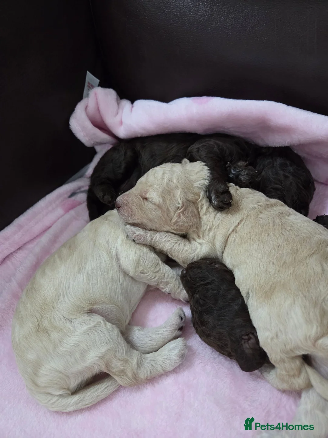 Cockapoo dogs for sale: Cockapoo puppies - Advert 22