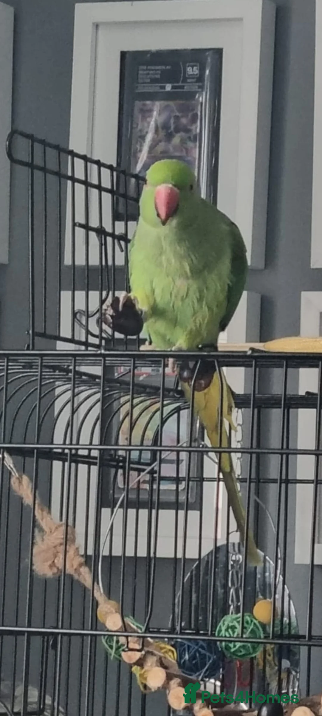 Parrots birds for sale: PARROT 🦜 india ring neck boy/girl large cage - Advert 5