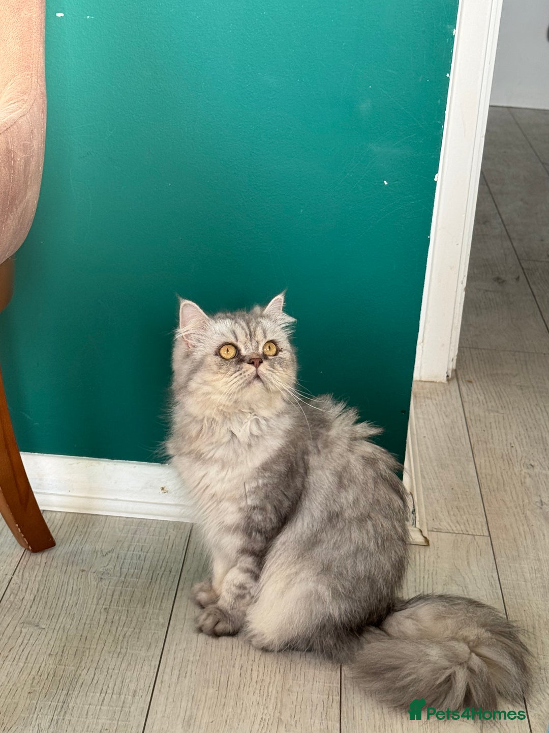 Persian cats for sale: Persian Cats  - Advert 7