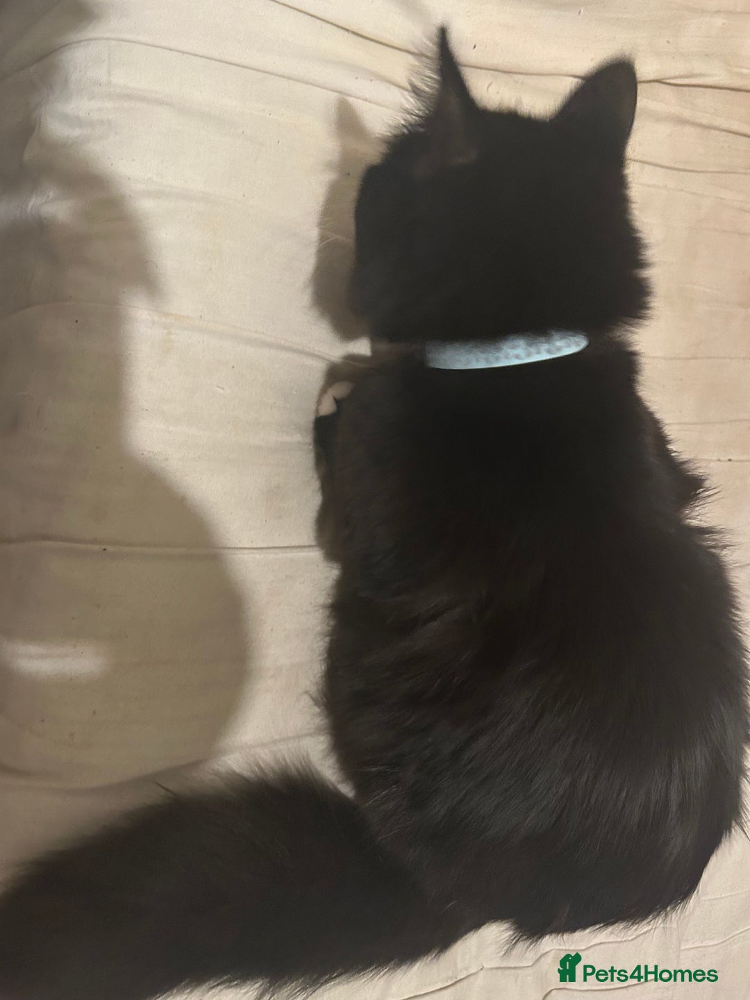 Mixed Breed cats for sale: Playful and loving tuxedo boy - Advert 13