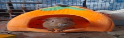 Guinea Pig rodents for sale: 2 male guniea pigs for sale - Advert 8