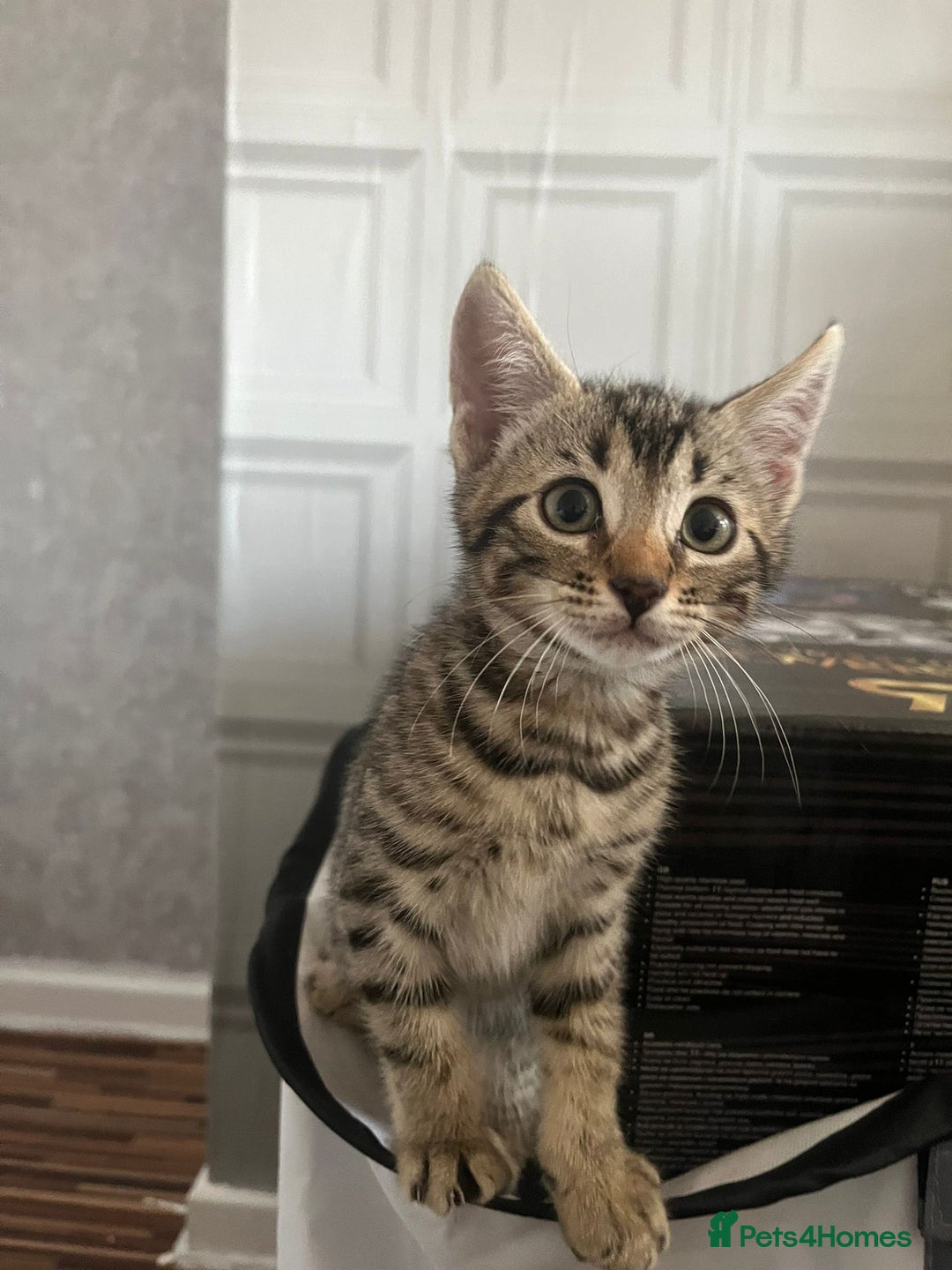 Bengal cats for sale: Bengal girls - Image 7