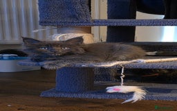 Maine Coon cats for sale: Maine coon pedigree kittens  - Image 2