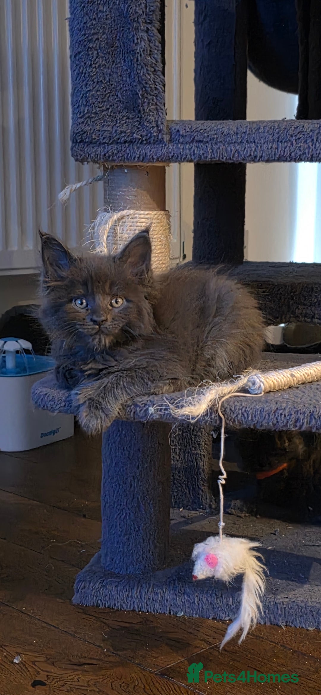 Maine Coon cats for sale: Maine coon pedigree kittens  - Image 2