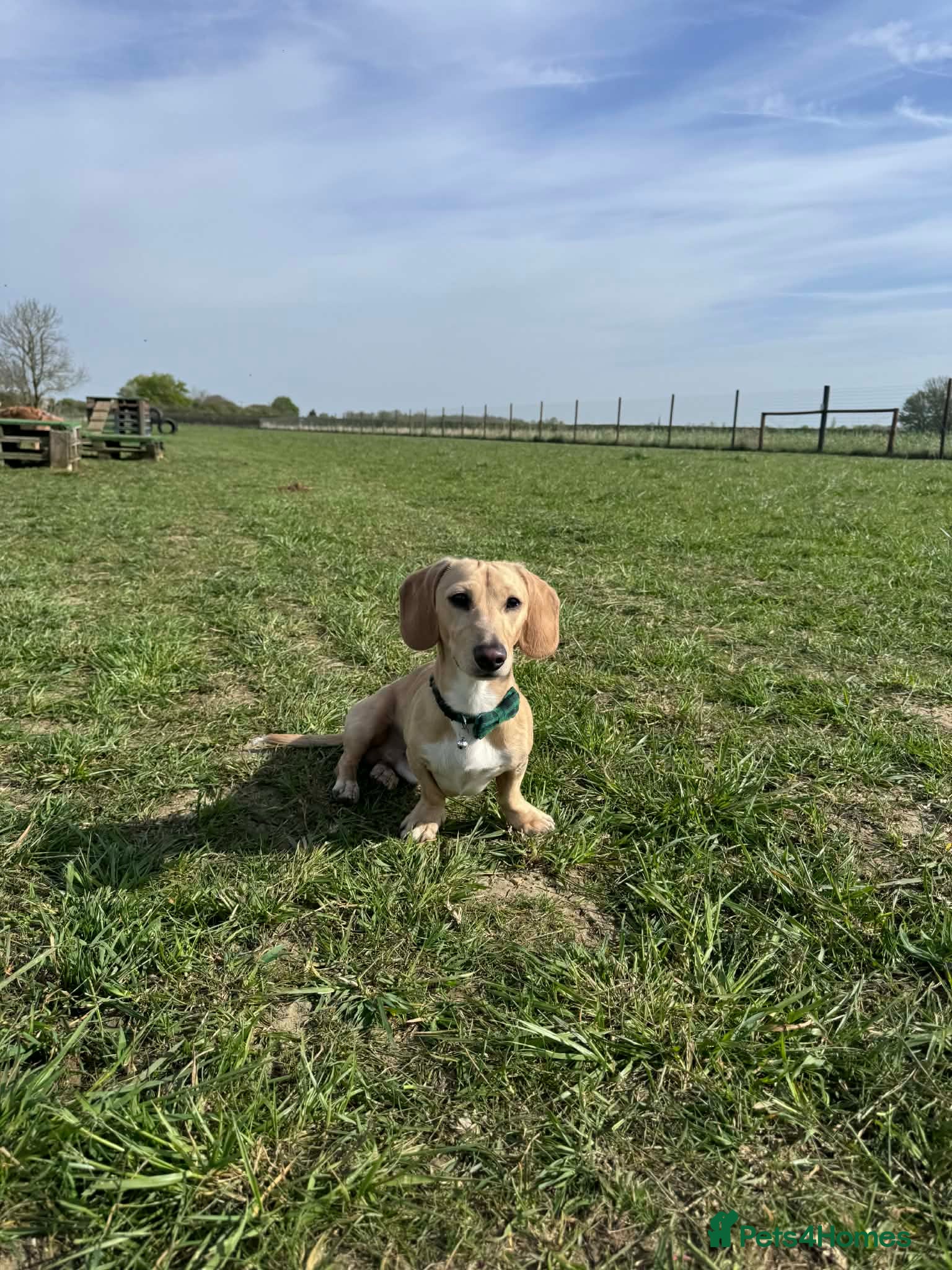 Miniature Dachshund dogs Smooth Coated Cream Stud carries Long haired B & T - Advert 1