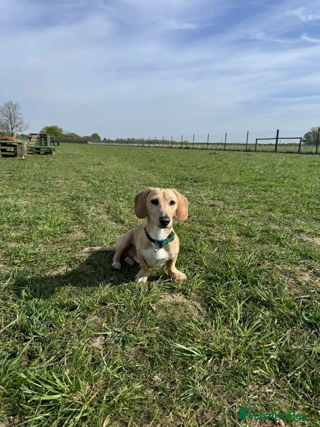 Miniature Dachshund dogs for stud: Smooth Coated Cream Stud carries Long haired B & T - Advert 1