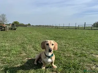 Miniature Dachshund dogs Smooth Coated Cream Stud carries Long haired B & T - Advert 1