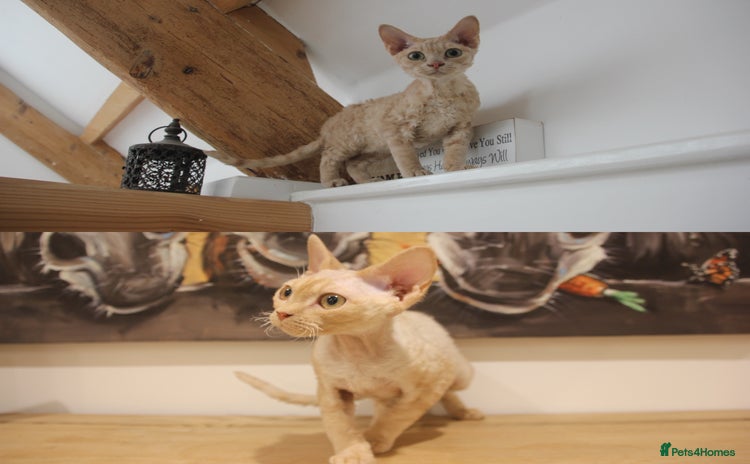 Devon Rex cats - Advert 1