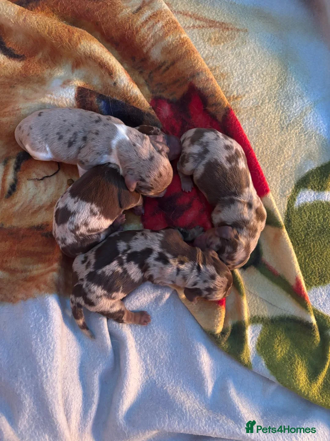 Miniature Dachshund dogs for stud: Minature dashound isabella and tan for stud in Alfreton - Advert 15