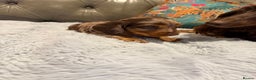 Miniature Dachshund dogs for sale: Long haired miniature dachshund pups - Advert 16