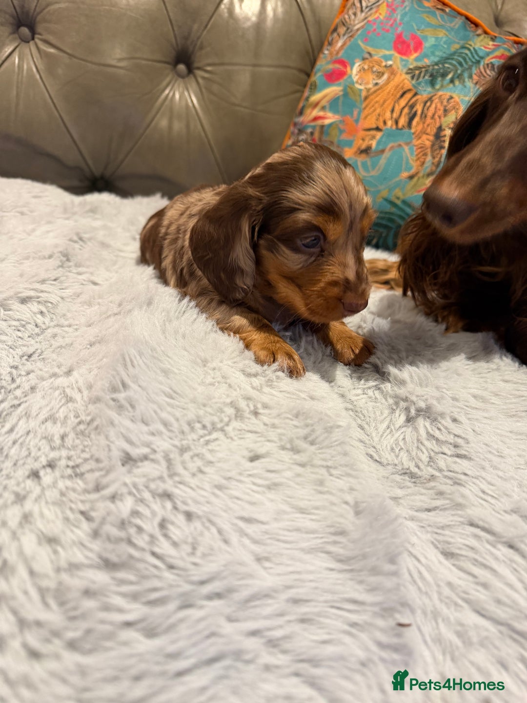 Miniature Dachshund dogs for sale: Long haired miniature dachshund pups - Advert 16