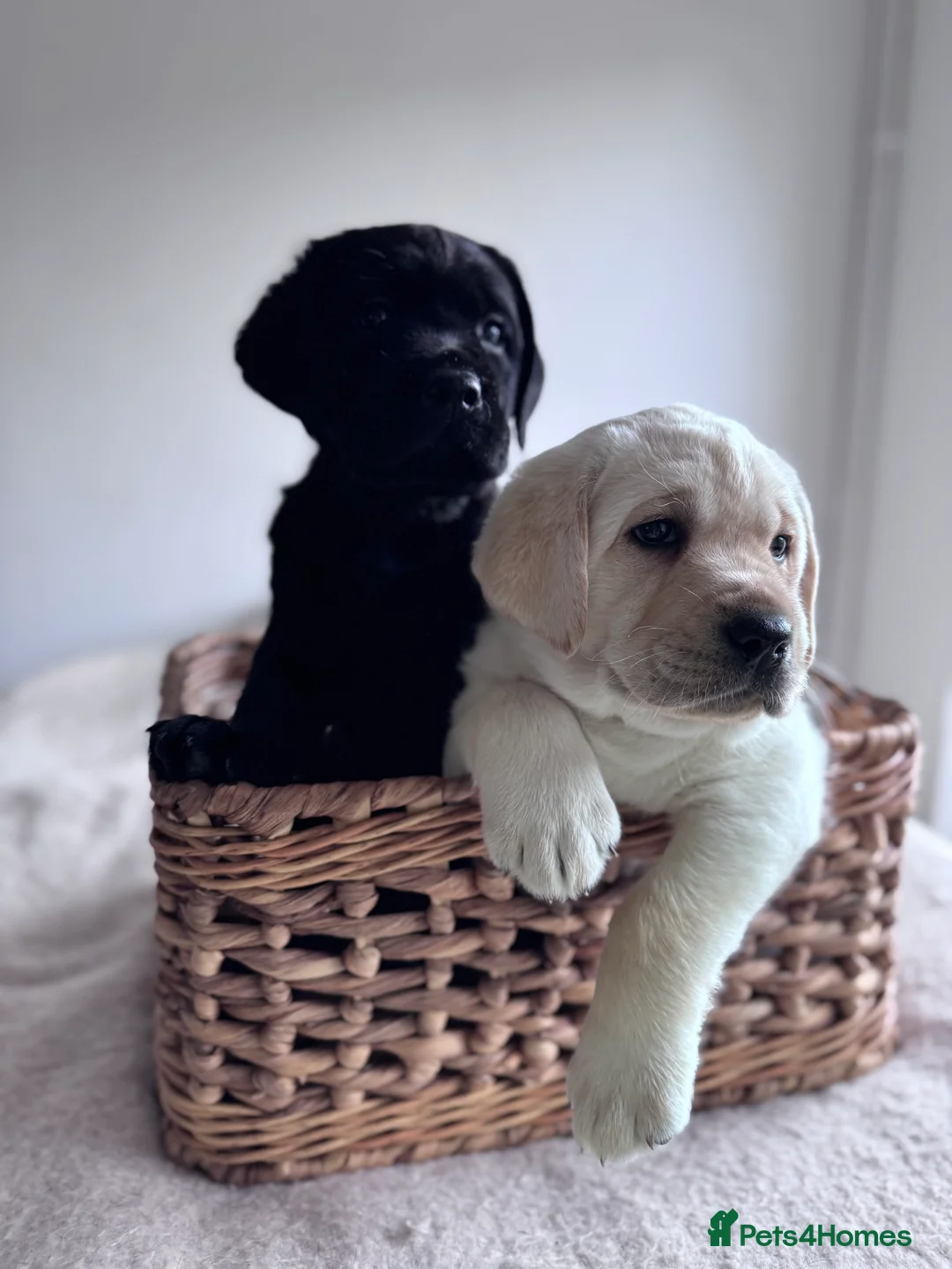 Labrador Retriever dogs for sale:  ✨ KC Registered Labrador Retriever Puppies   - Advert 5