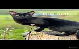Siamese cats for sale: Siamese X British short hair  - Image 11