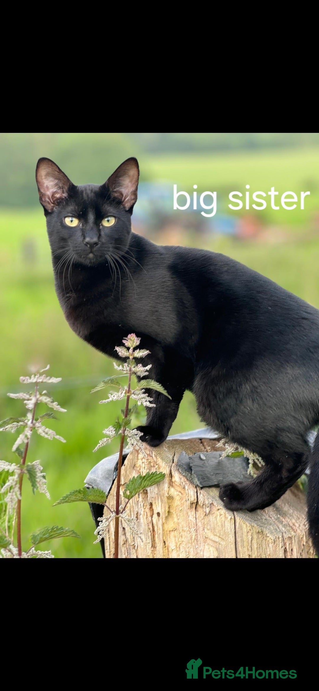 Siamese cats for sale: Siamese X British short hair  - Image 11