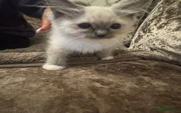 Ragdoll cats for sale: GCCF ragdoll kittens  - Image 16