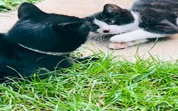Mixed Breed cats for sale: Adorable kitty For black cat lovers  - Image 9