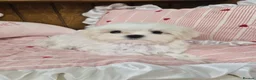 Maltese dogs for sale: 100% Korean‑line Maltese, registered with KKF  - Advert 9