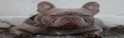 French Bulldog dogs for sale: Adorable French Bulldog Puppies in Sunderland - Advert 17