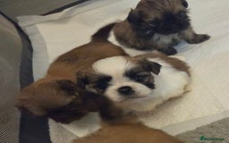 Shih Tzu dogs for sale: 5 beautiful Full Pedigree Shih Tzu Puppies - Image 17