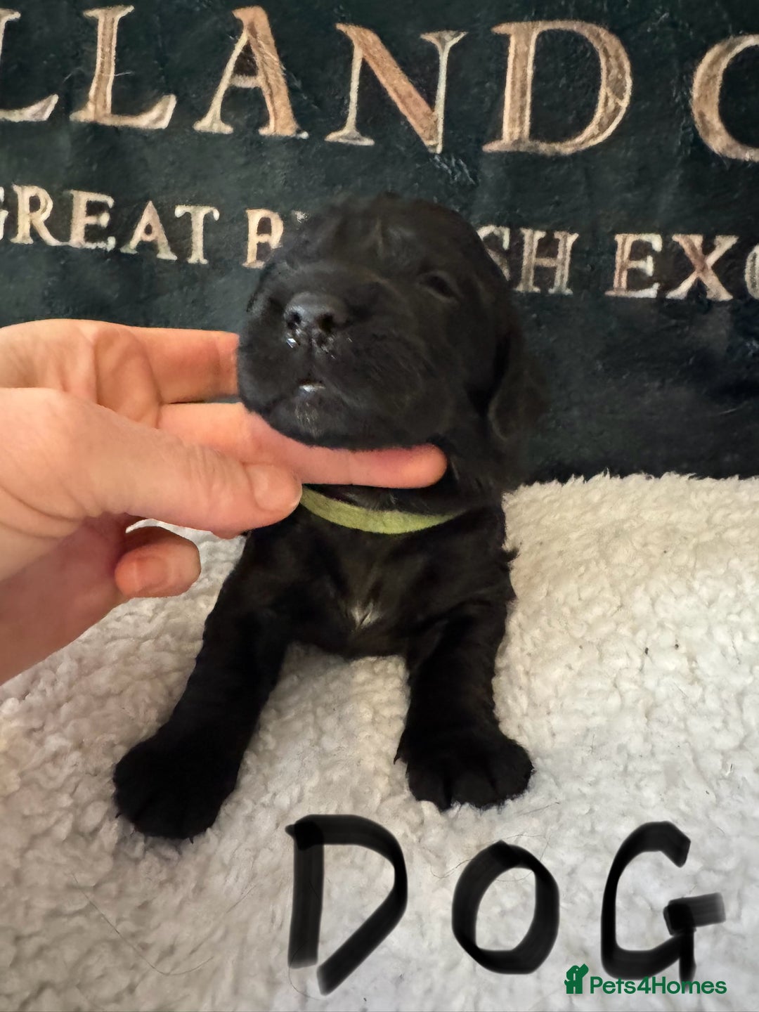 Cocker Spaniel dogs for sale: A gorgeous litter of WCS - Advert 6