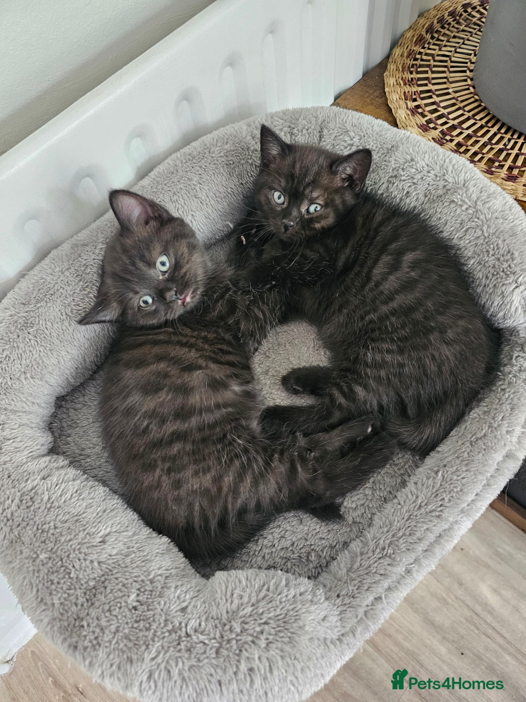 British Shorthair cats for sale: Chocolate British shorthairs - Image 4