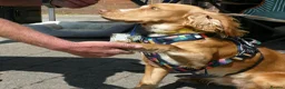 Cockapoo dogs for sale: 5 ⭐ DNA tested F1 cockapoos - Advert 24