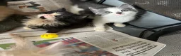 Mixed Breed cats for sale: Kittens  - Advert 3
