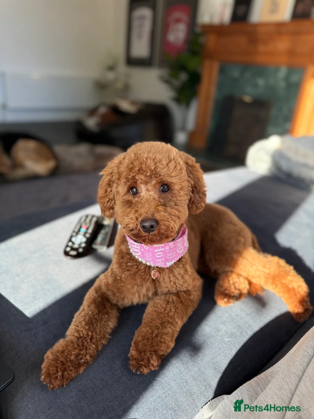 Miniature Poodle dogs for sale: Beautiful Miniature Poodle Female  - Advert 12