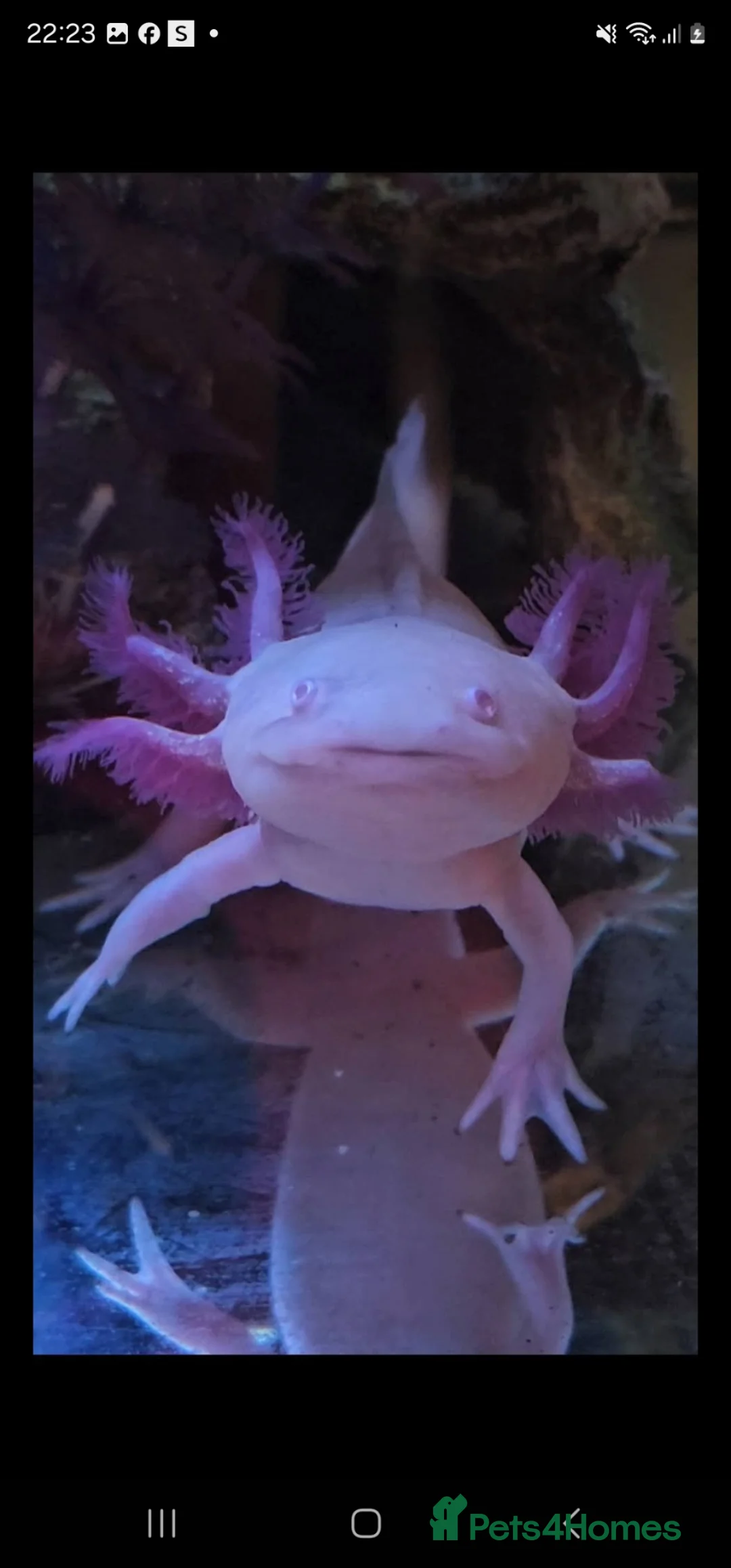 Axolotl reptiles for sale: 4 Axolotls - Advert 1