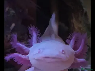 Axolotl reptiles 4 Axolotls - Advert 8
