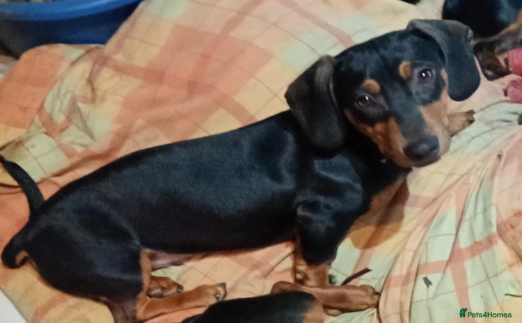 Dachshund dogs - Advert 9