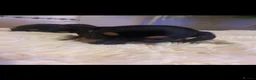 Miniature Dachshund dogs for sale: Gorgeous mini Dashhound  in Doncaster - Advert 4
